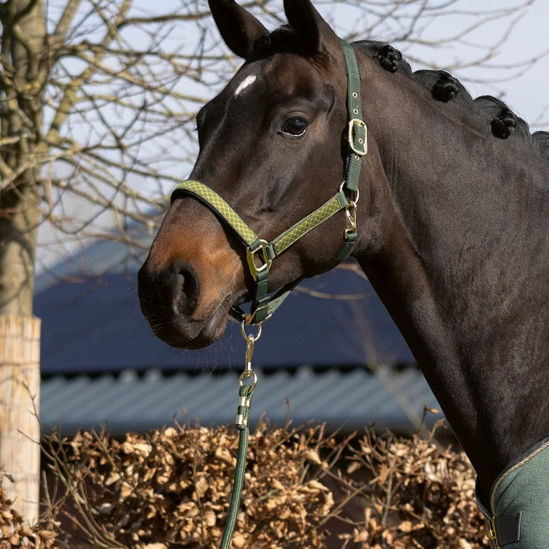 Licol à assortir à longe pour poneys et chevaux HKM Basil  vert