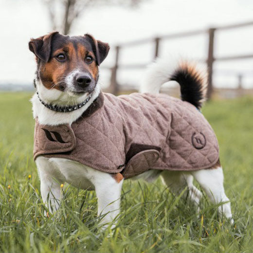 Manteau pour chien aux propriétés thermiques Back On Trach Haze beige porté