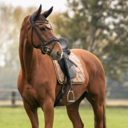 Tapis de selle aux propriétés thermiques pour chevaux Back On Track Haze gris modèle dressage beige